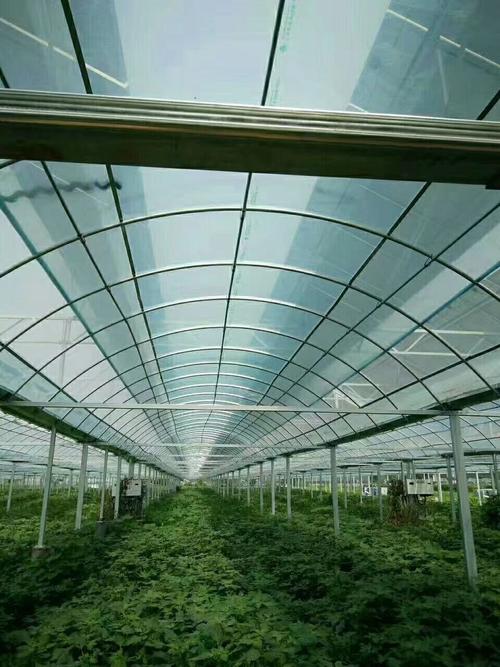 高性能棚膜預定開啟 名牌產品直供，助農降本增效